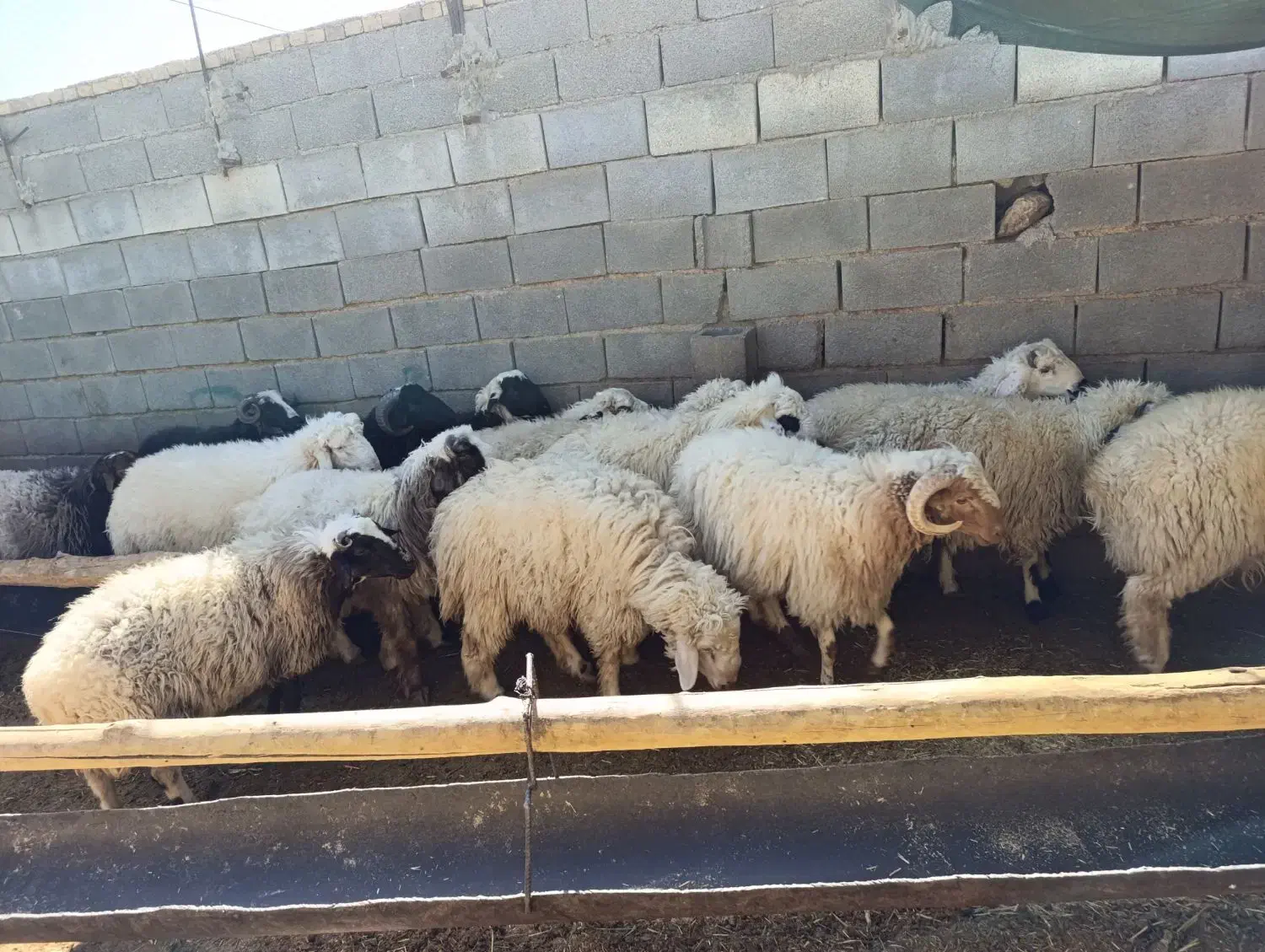 بره فروشی|حیوانات مزرعه|سرچهان, |دیوار