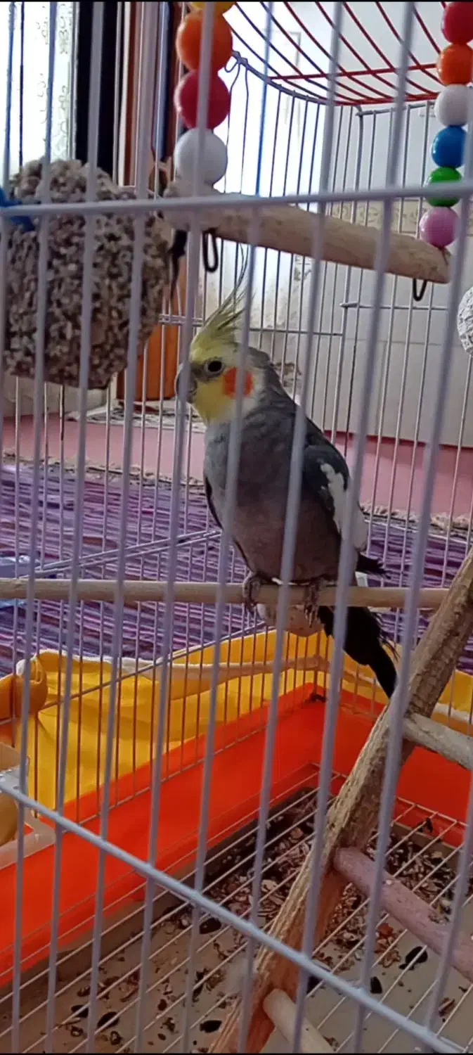 عروس هلندی|پرنده|بیجار, |دیوار