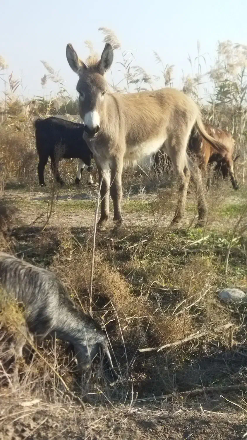 با سلام کره نر فروشی یک ساله قیمت توافقی|حیوانات مزرعه|گنبد کاووس, |دیوار