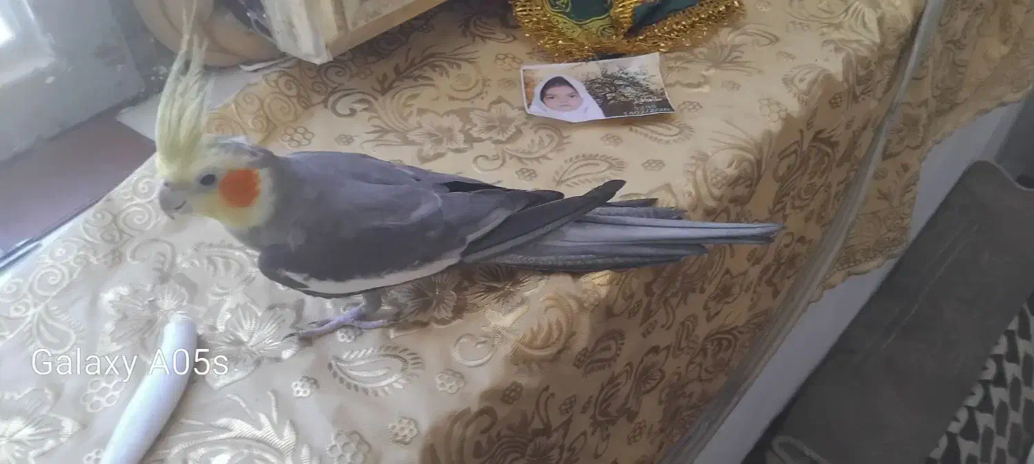 عروس سخن گو|پرنده|میناب, |دیوار