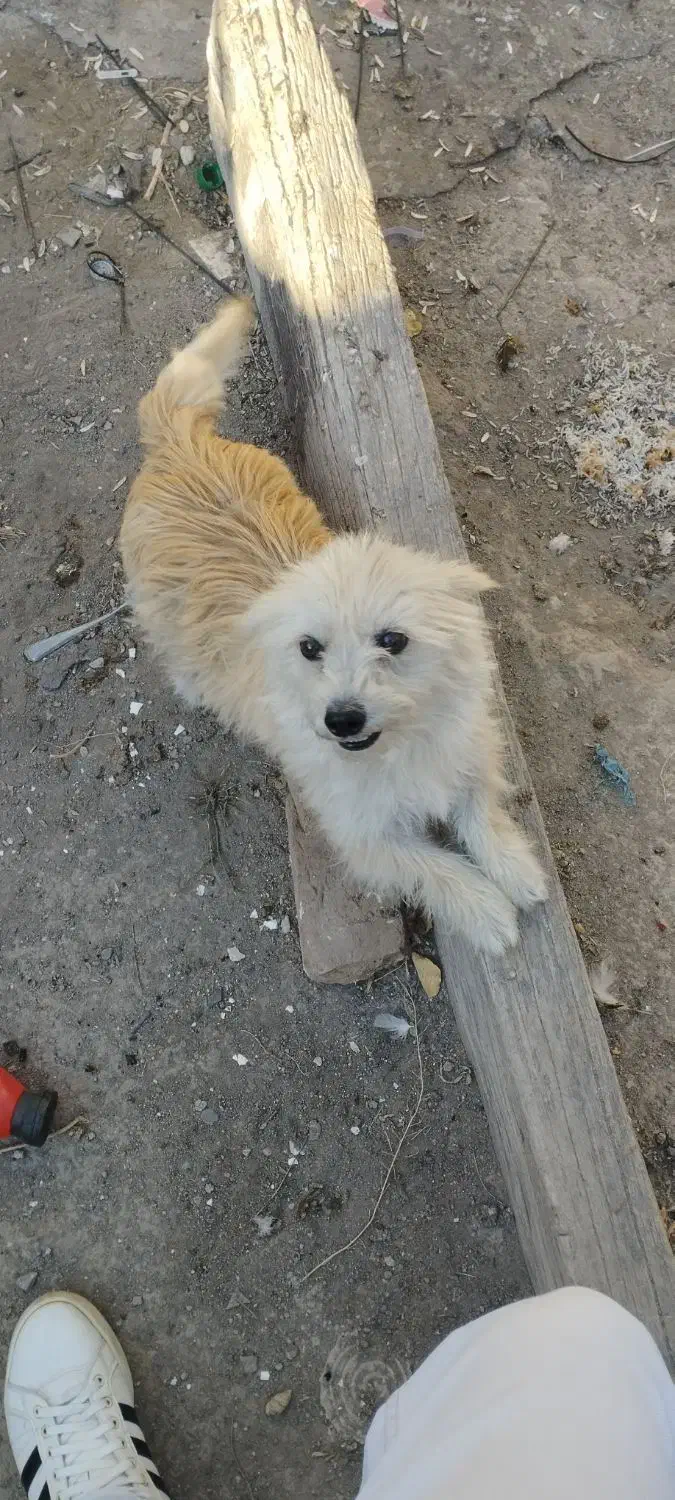 سک پا کوتاه|سگ|اردبیل, |دیوار