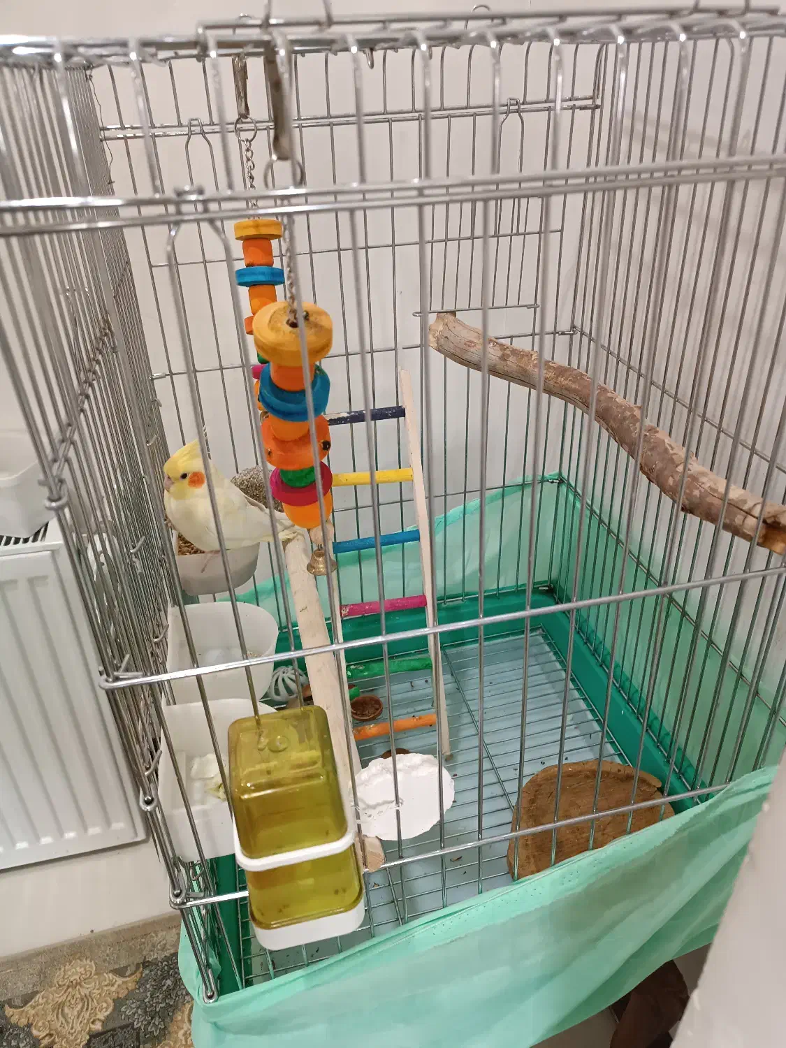 عروس هلندی|پرنده|ری, علایین|دیوار