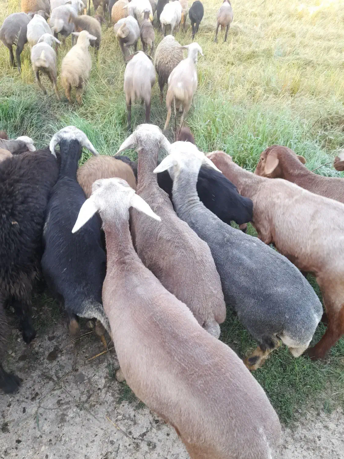 گوسفند نر سیلک|حیوانات مزرعه|آکند, |دیوار