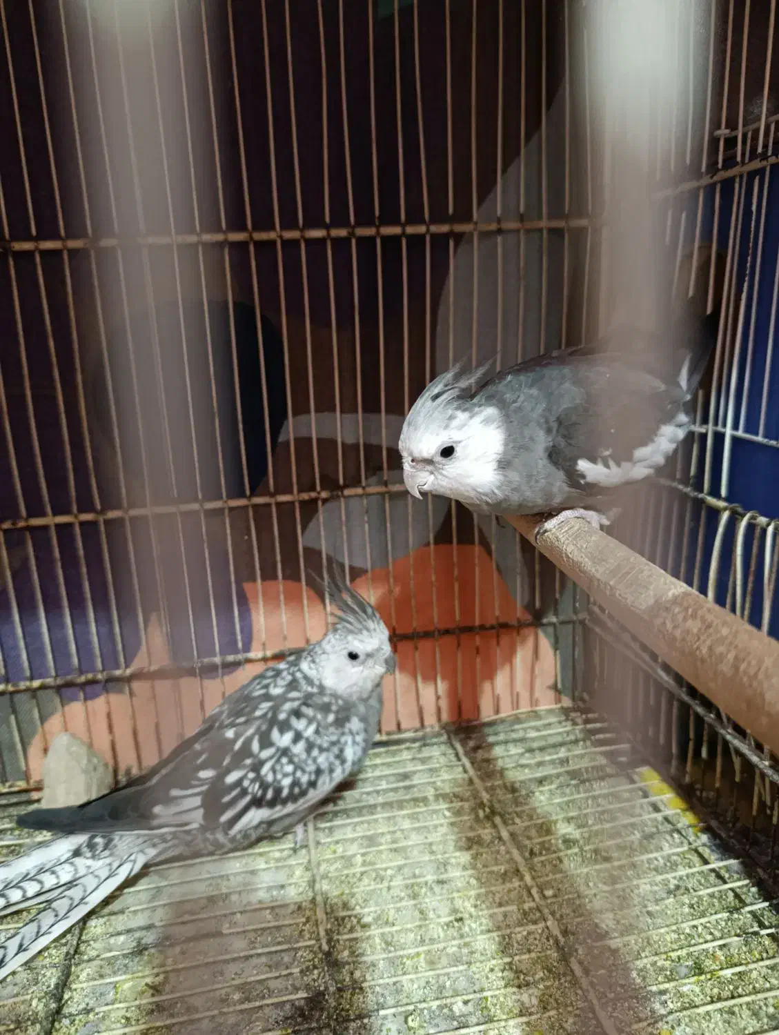 عروس|پرنده|هامون, |دیوار