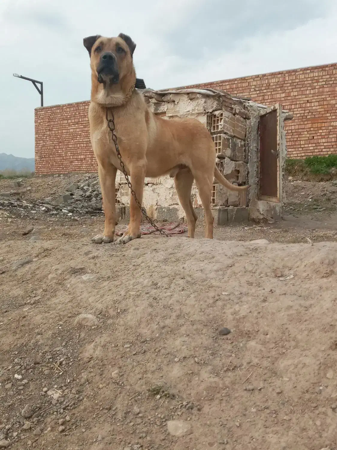 واگذاری سرابی اصیل|سگ|تهران, استاد معین|دیوار