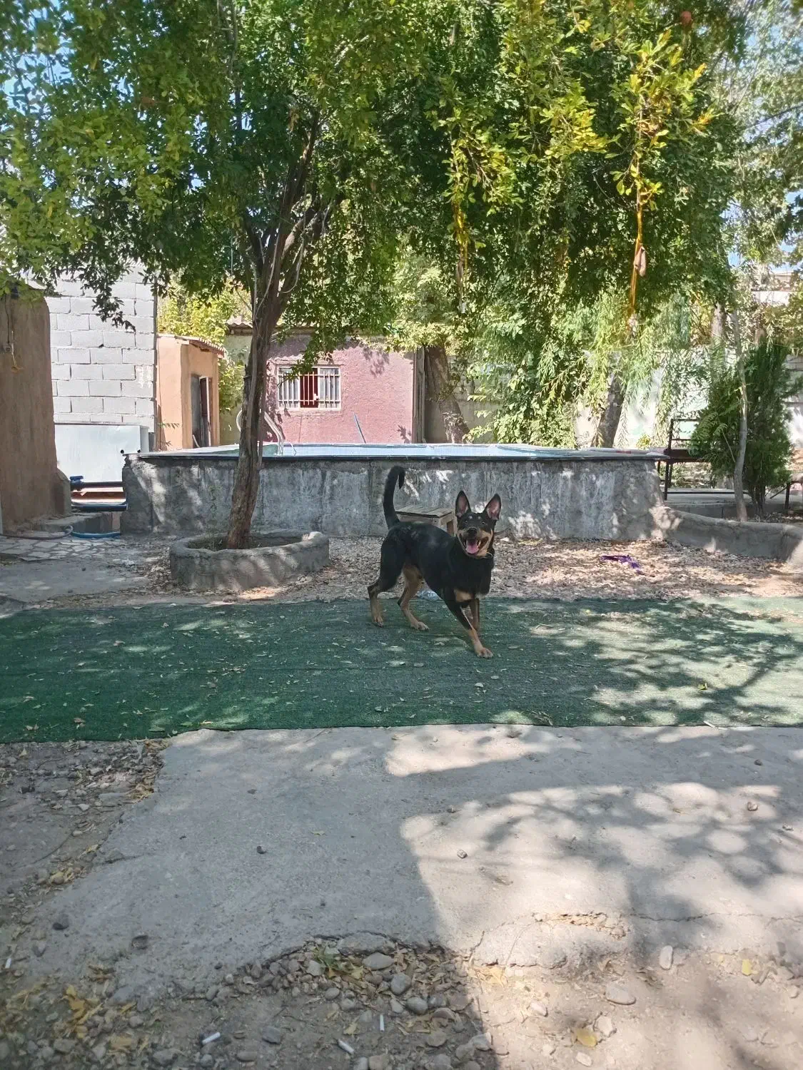 سگ دوبرمن / آمریکایی /شناسنامه دار|سگ|شیراز, معالی‌آباد|دیوار