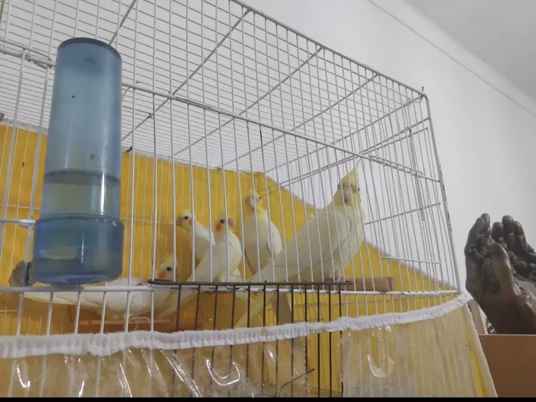 جفت عروس لوتینو مولد به شرط فیلم و عکس|پرنده|ساری, |دیوار