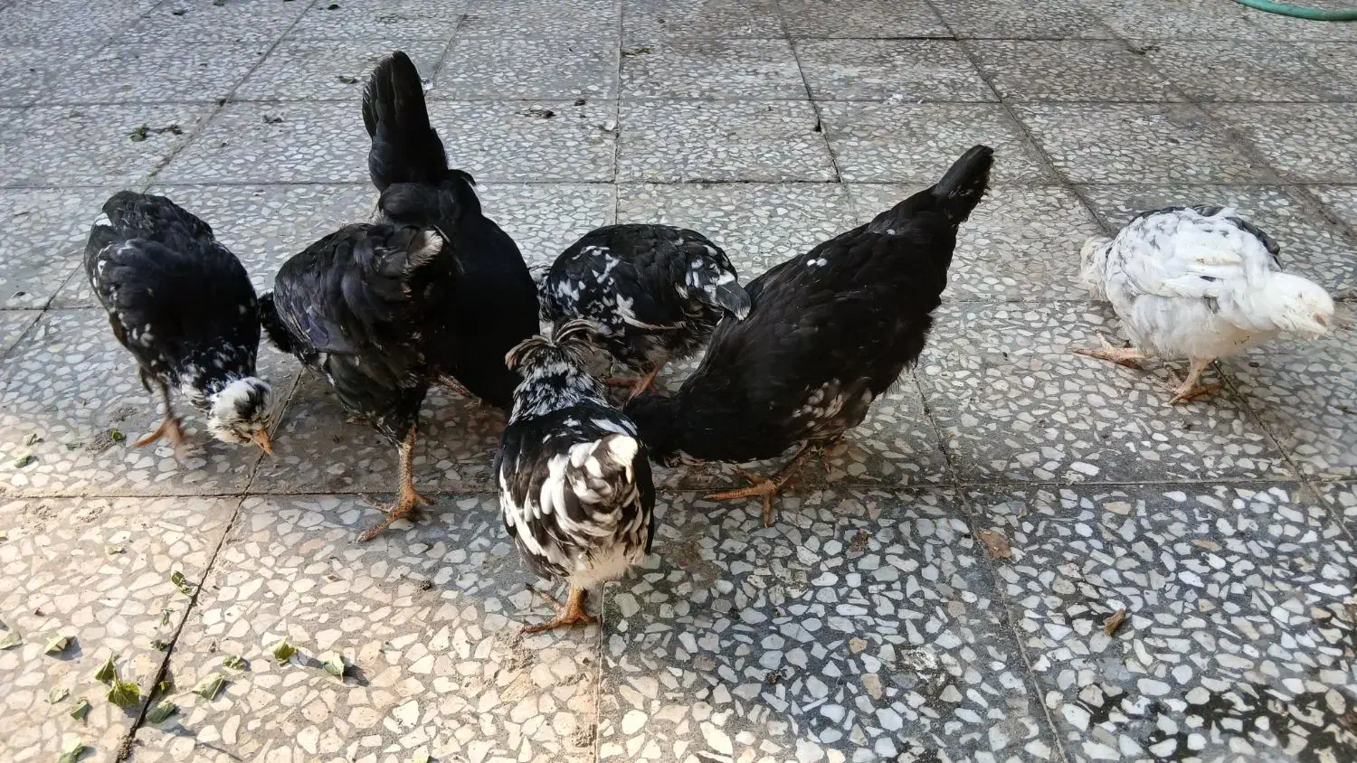 وارک ۴ ماهه گلین طوسی|حیوانات مزرعه|دهلران, |دیوار