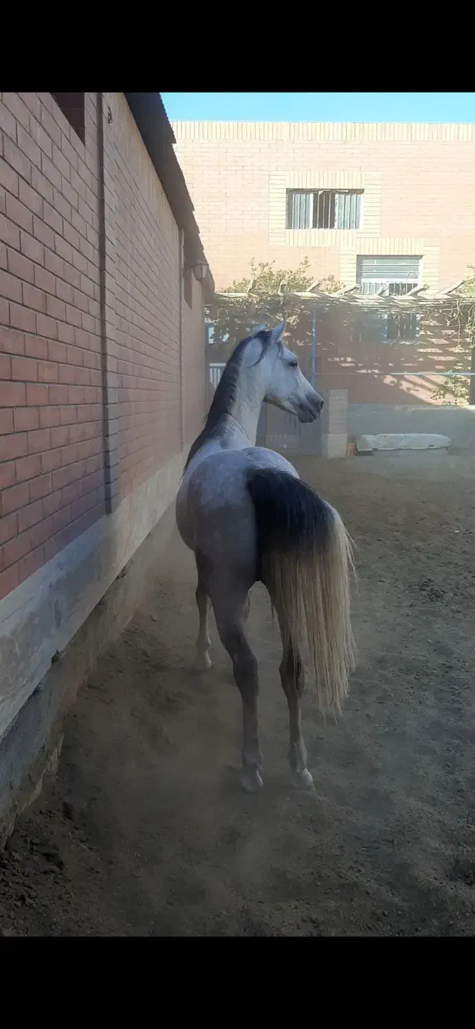 اسب ترکی|اسب و تجهیزات اسب‌سواری|اردکان, |دیوار