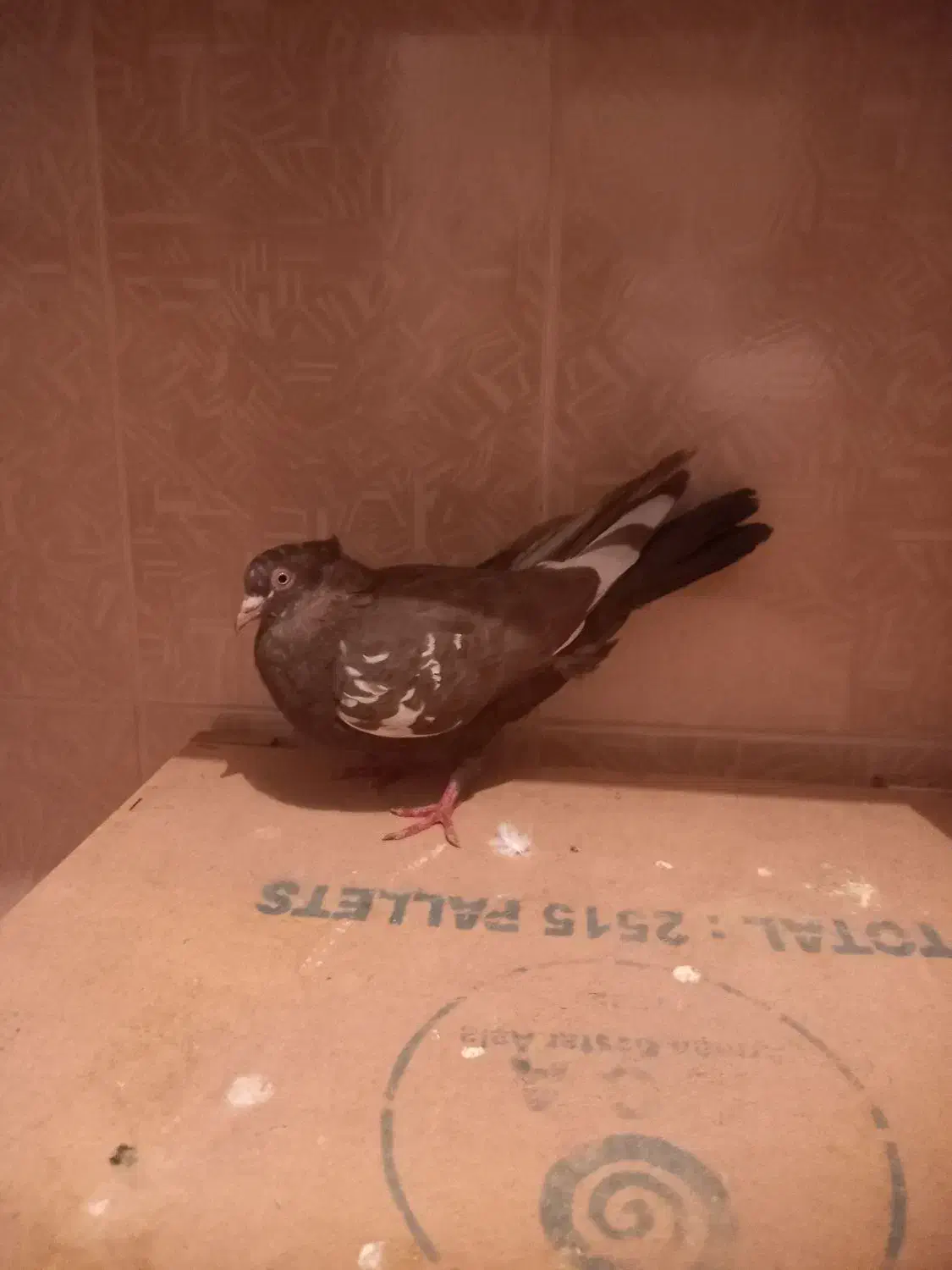 ۲تا کبوتر|پرنده|مرودشت, فرهنگ|دیوار