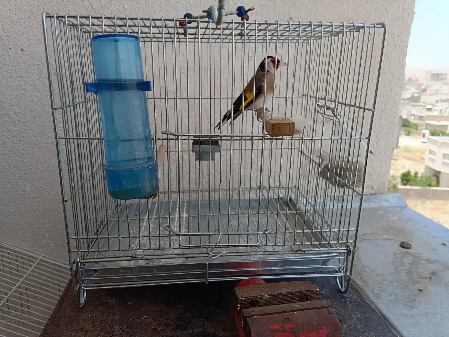 سهره|پرنده|شیراز, درکی|دیوار