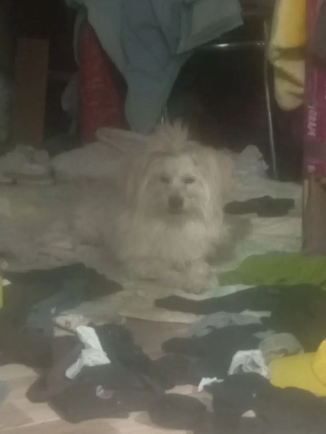 سگ پاکوتاه وپشمالو|سگ|ماهان, |دیوار