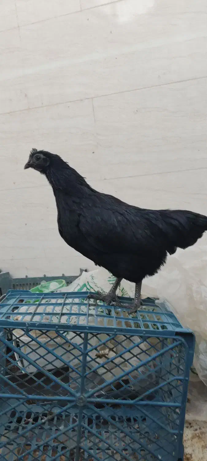 انواع جوجه و مرغ و خروس محلی و نژاد دار|حیوانات مزرعه|طبس, |دیوار