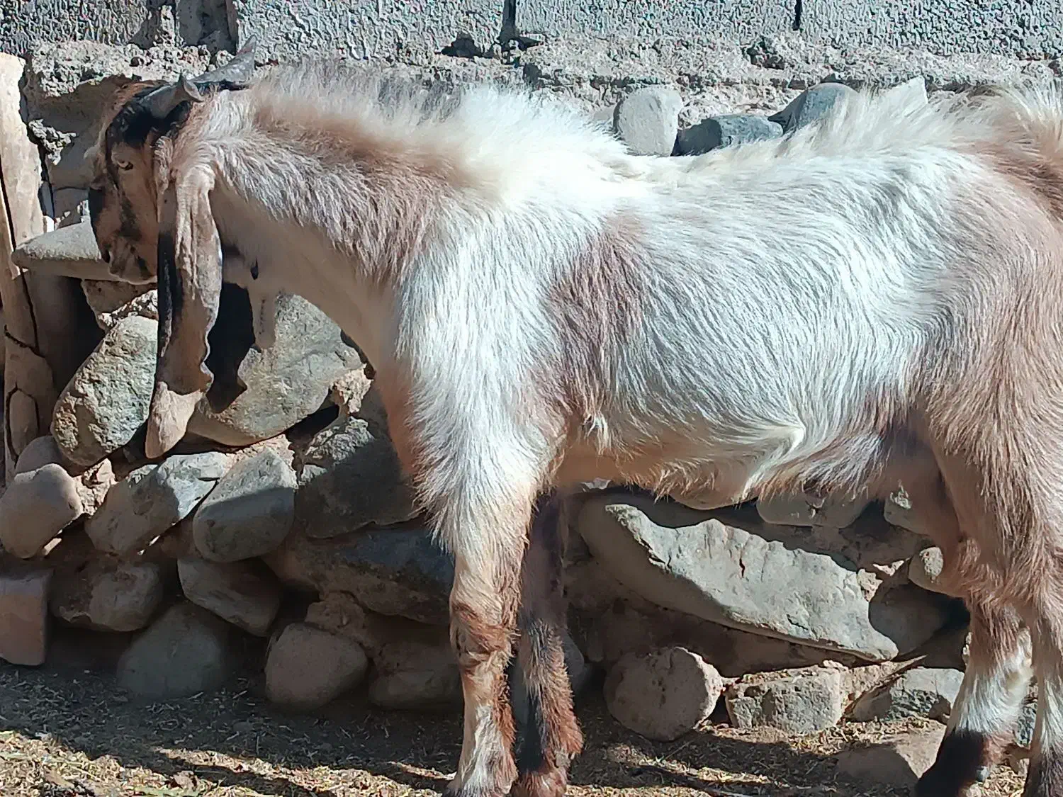 چپش گلابی|حیوانات مزرعه|رابر, |دیوار