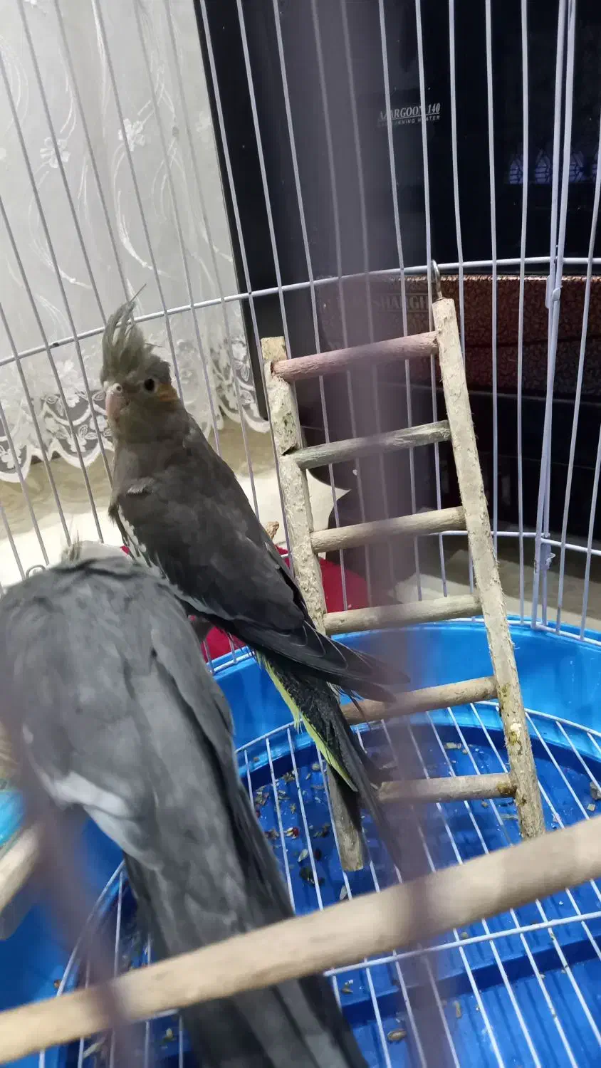 عروس هلندی ماده|پرنده|پرهسر, |دیوار