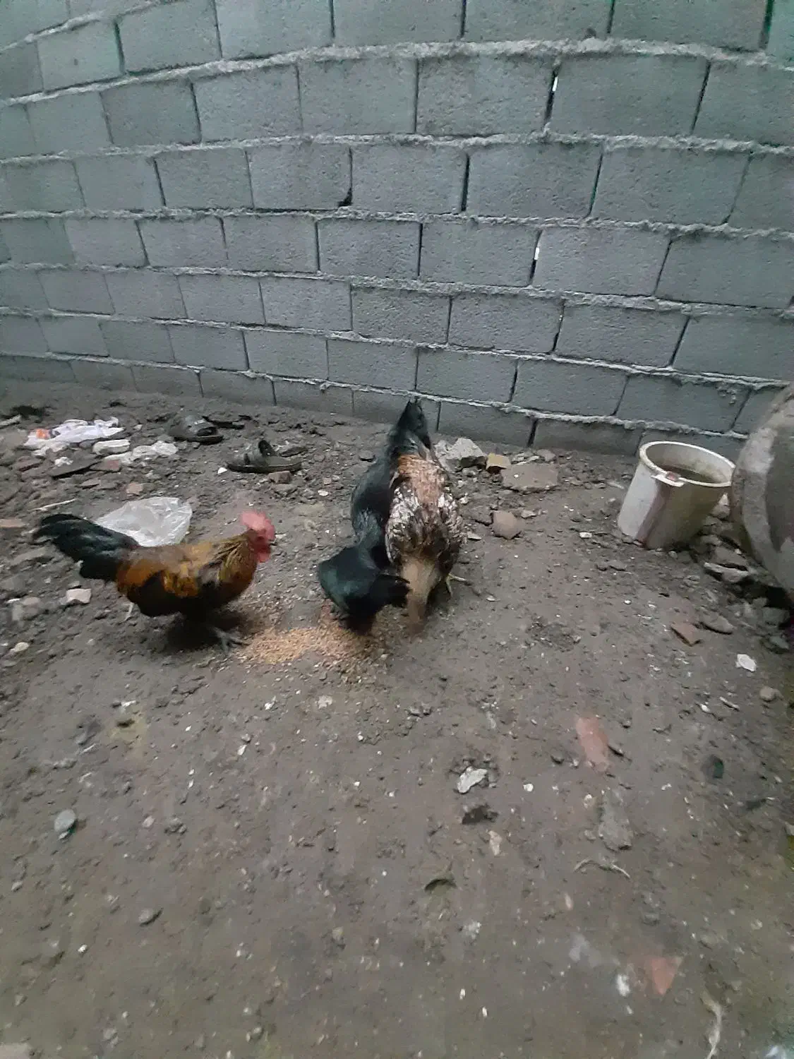 مرغ و خروس و جوجه|حیوانات مزرعه|گرگان, |دیوار