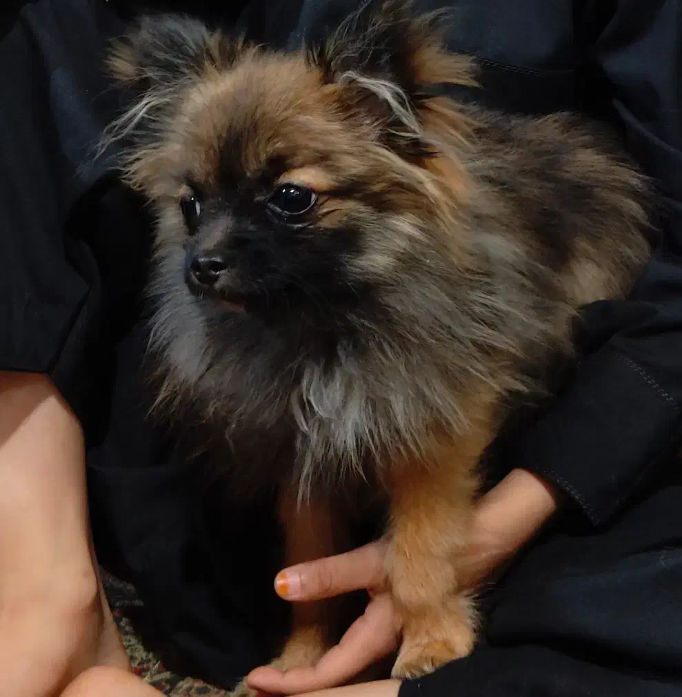 واگذاری یگ پامر|سگ|سراوان, |دیوار