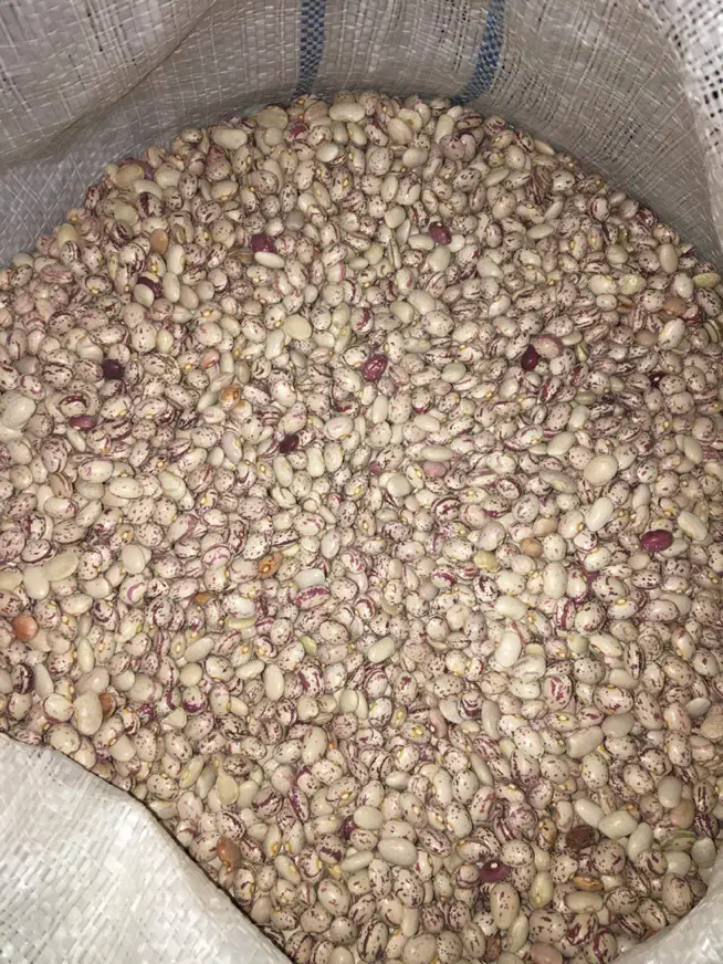 لوبیا چیتی درجه ۱ دونه درشت یه دست|خوردنی و آشامیدنی|شیراز, هفت تنان|دیوار