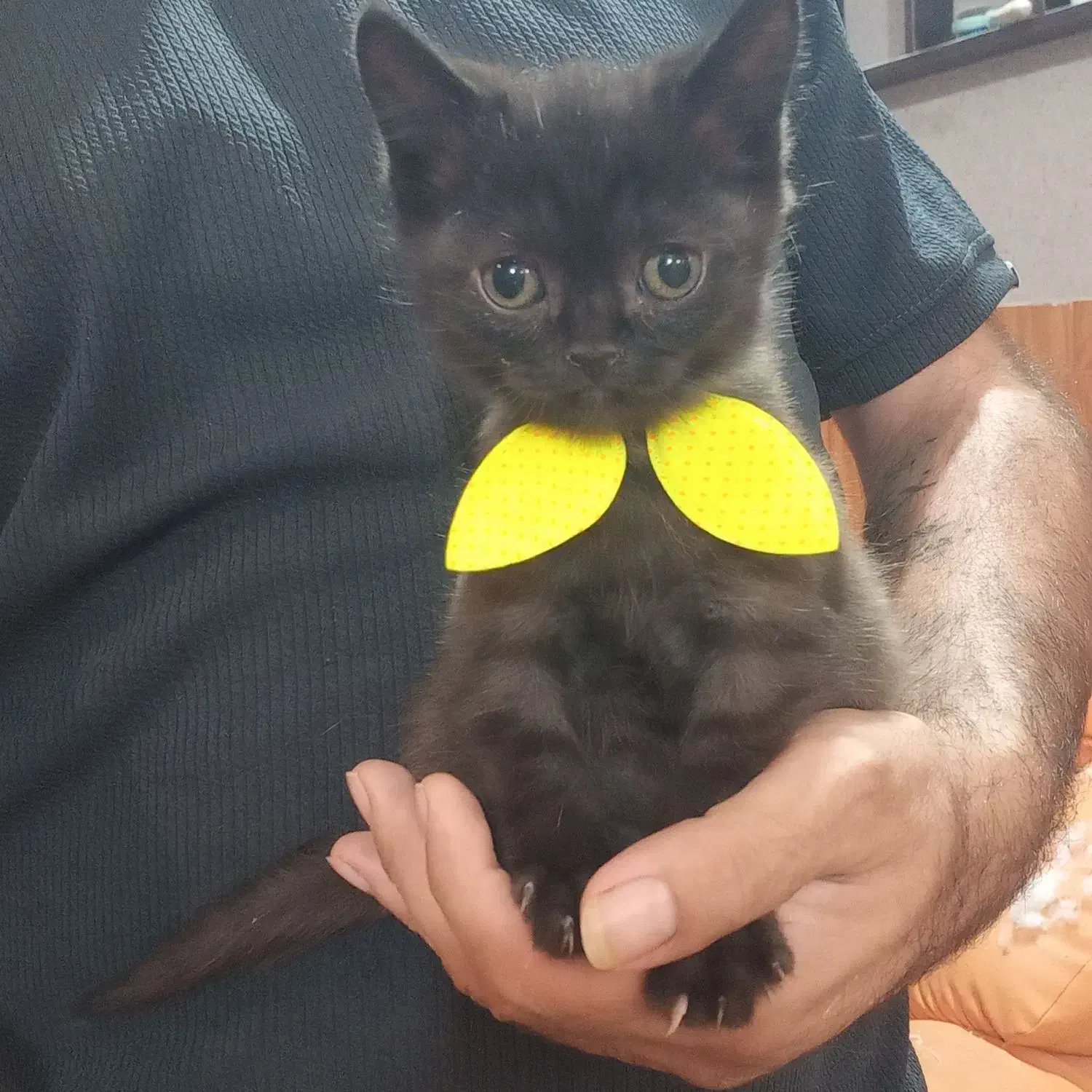 گربه اسکاتیش و بریتیش|گربه|فردیس, دهکده|دیوار