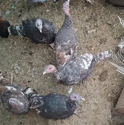 بوقلمون فروشی|حیوانات مزرعه|رفسنجان, |دیوار