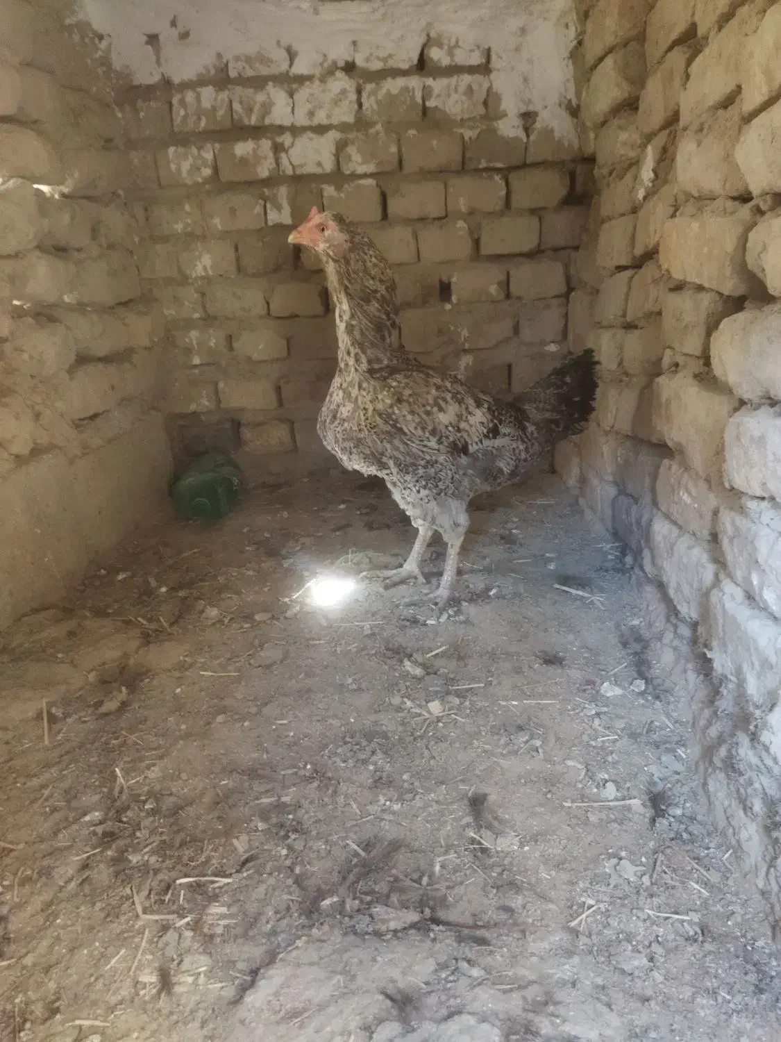 مرغ|حیوانات مزرعه|سراوان, |دیوار