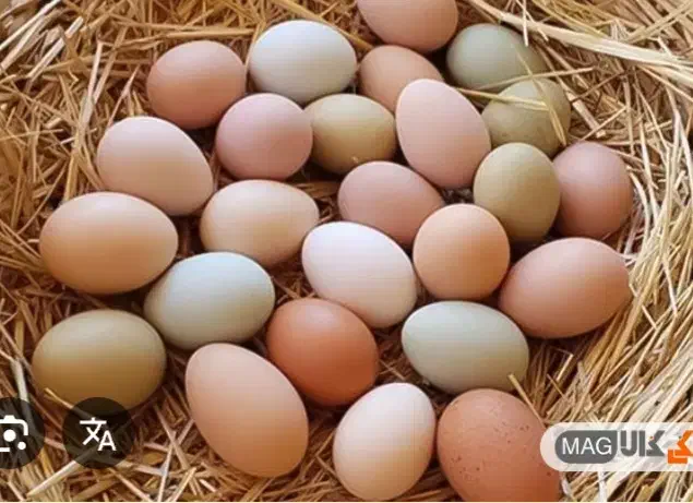 تخم مرغ رسمی|خوردنی و آشامیدنی|تهران, شهرک گلها (تهرانسر)|دیوار