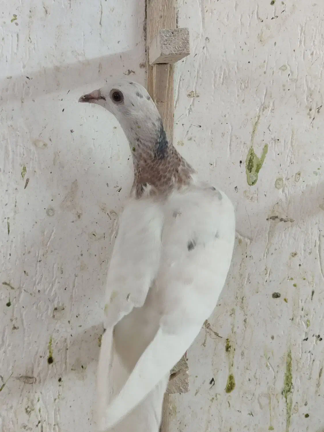 کله هما لکه دار|پرنده|کاشمر, |دیوار