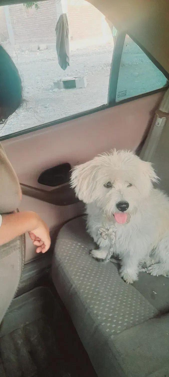 «سگ خانگی پشمالو سفیدبسیار باهوش ومهربون»|سگ|فاریاب, |دیوار