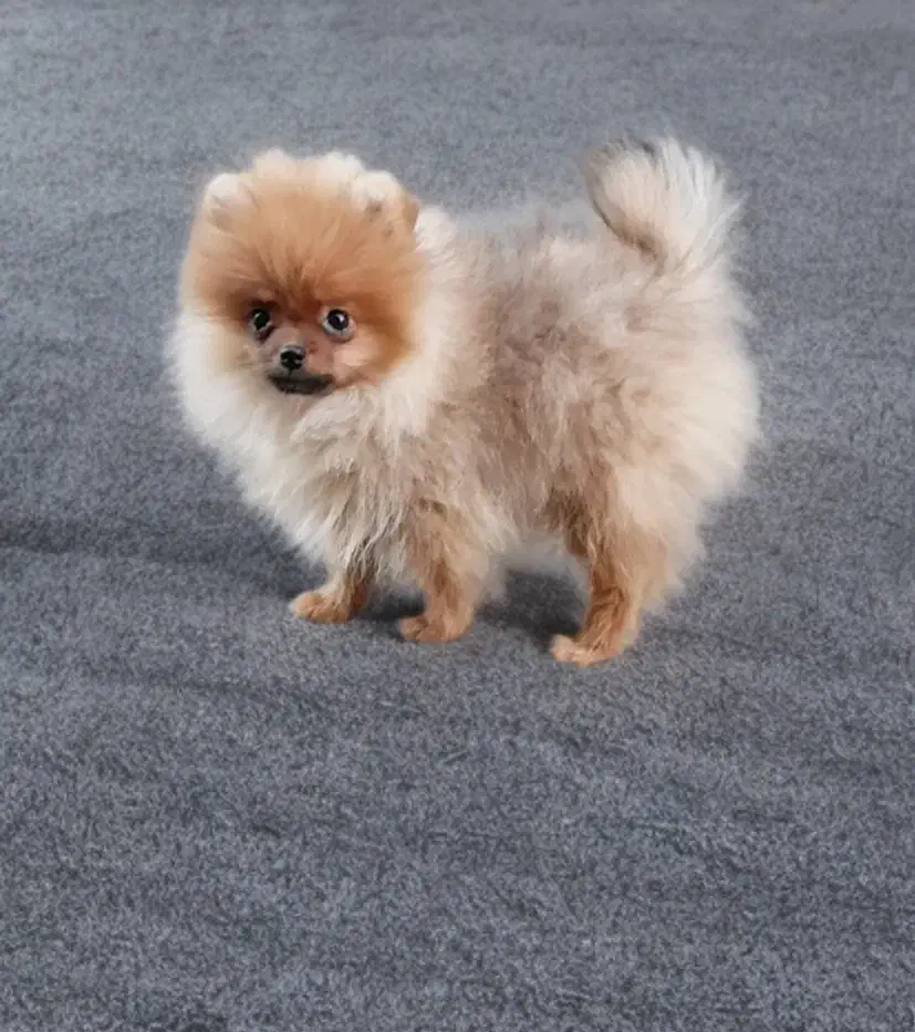 سگ‌پامر،پامرانین خرسی نر‌،پاکوتاه،فانتزی،اپارتمانی|سگ|تهران, اوقاف|دیوار