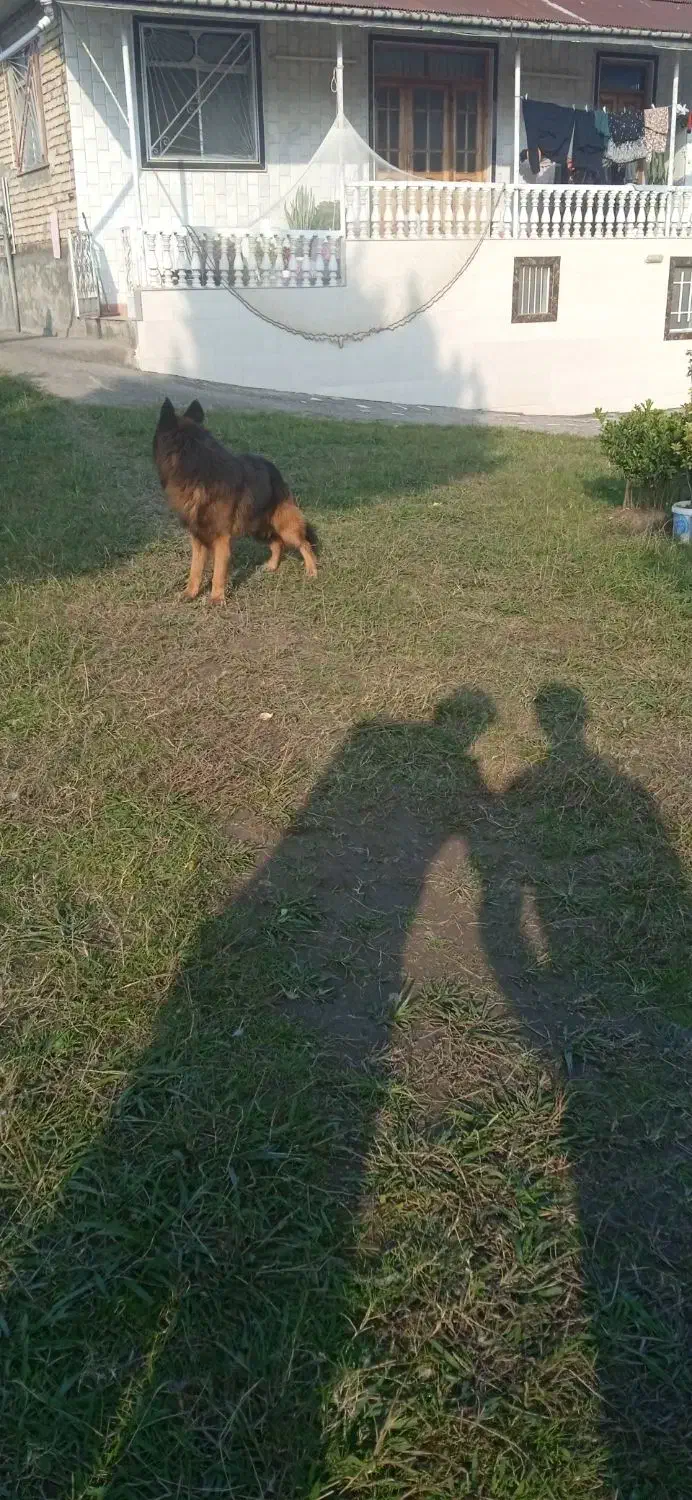 سگ ژرمن شپرد|سگ|کلاچای, |دیوار