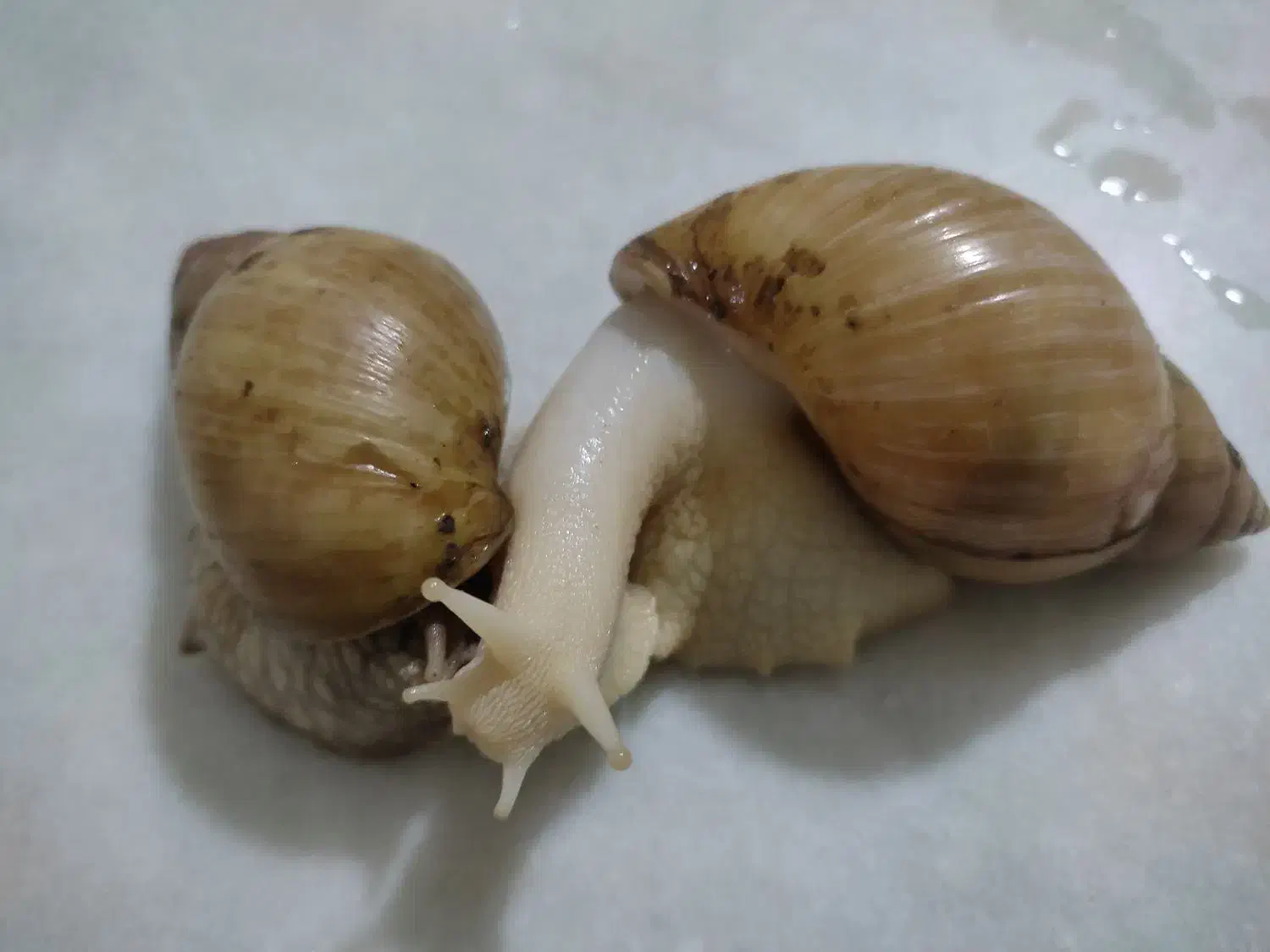 خاویار حلزون ،حلزون تراپی|خزنده|اراک, |دیوار