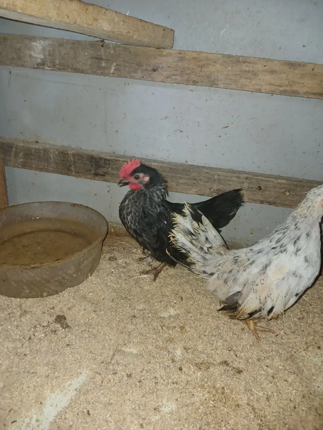 جوجه چینی|حیوانات مزرعه|رشت, کوی امام رضا|دیوار