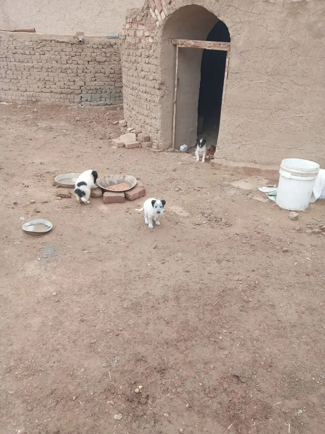 واگذاری ۴ توله سک ماده|سگ|قنوات, |دیوار