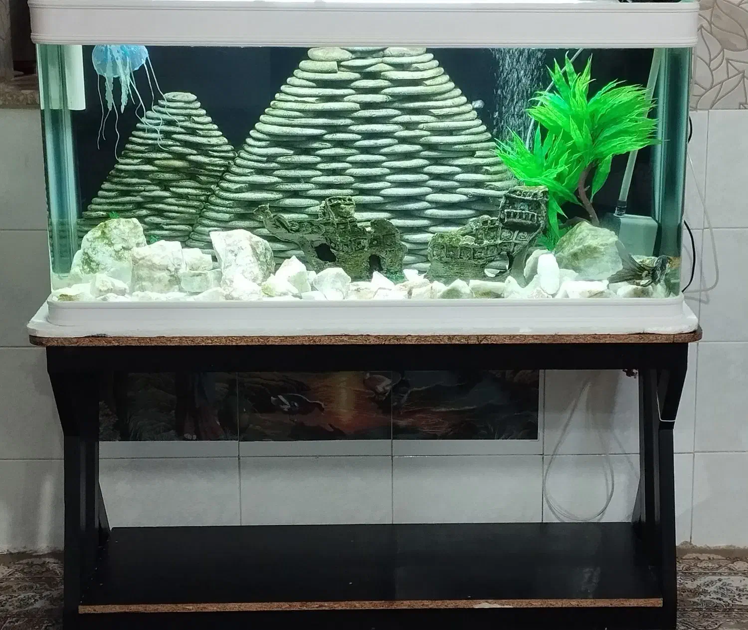 آکواریوم شرکتی شیشه خم بزرگ|ماهی|مشهد, بهمن|دیوار