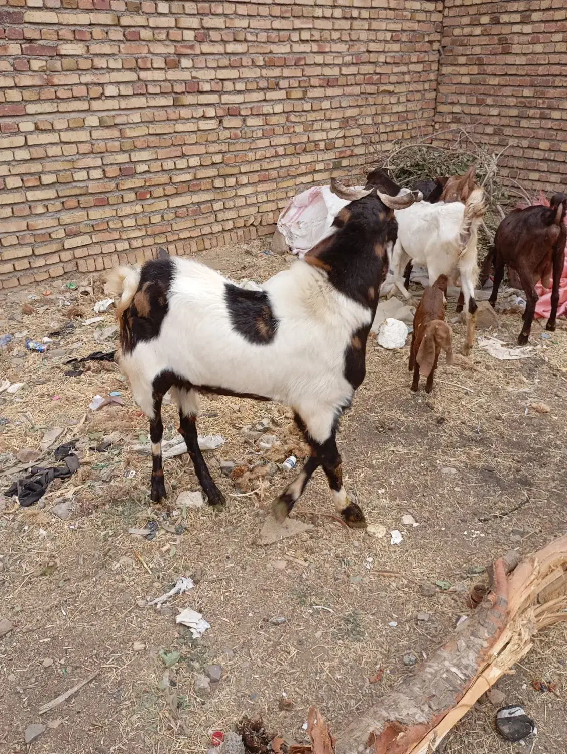 بزوبزغاله  درجه یک با بز نر|حیوانات مزرعه|باوله, |دیوار