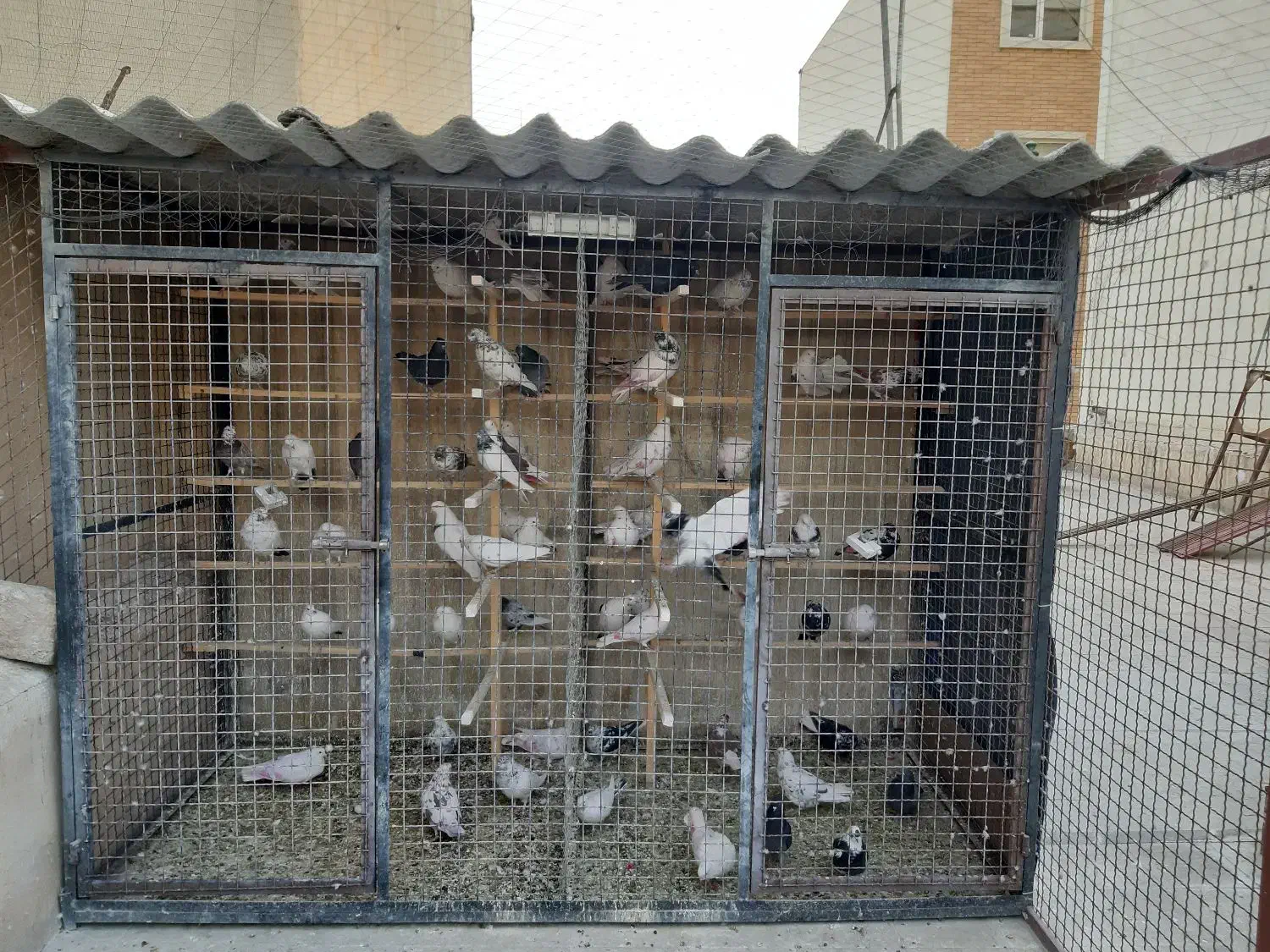 گنجه کفتر|پرنده|تهران, امیریه|دیوار