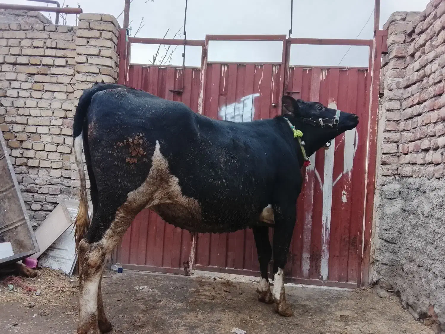 گاو|حیوانات مزرعه|جوکار, |دیوار