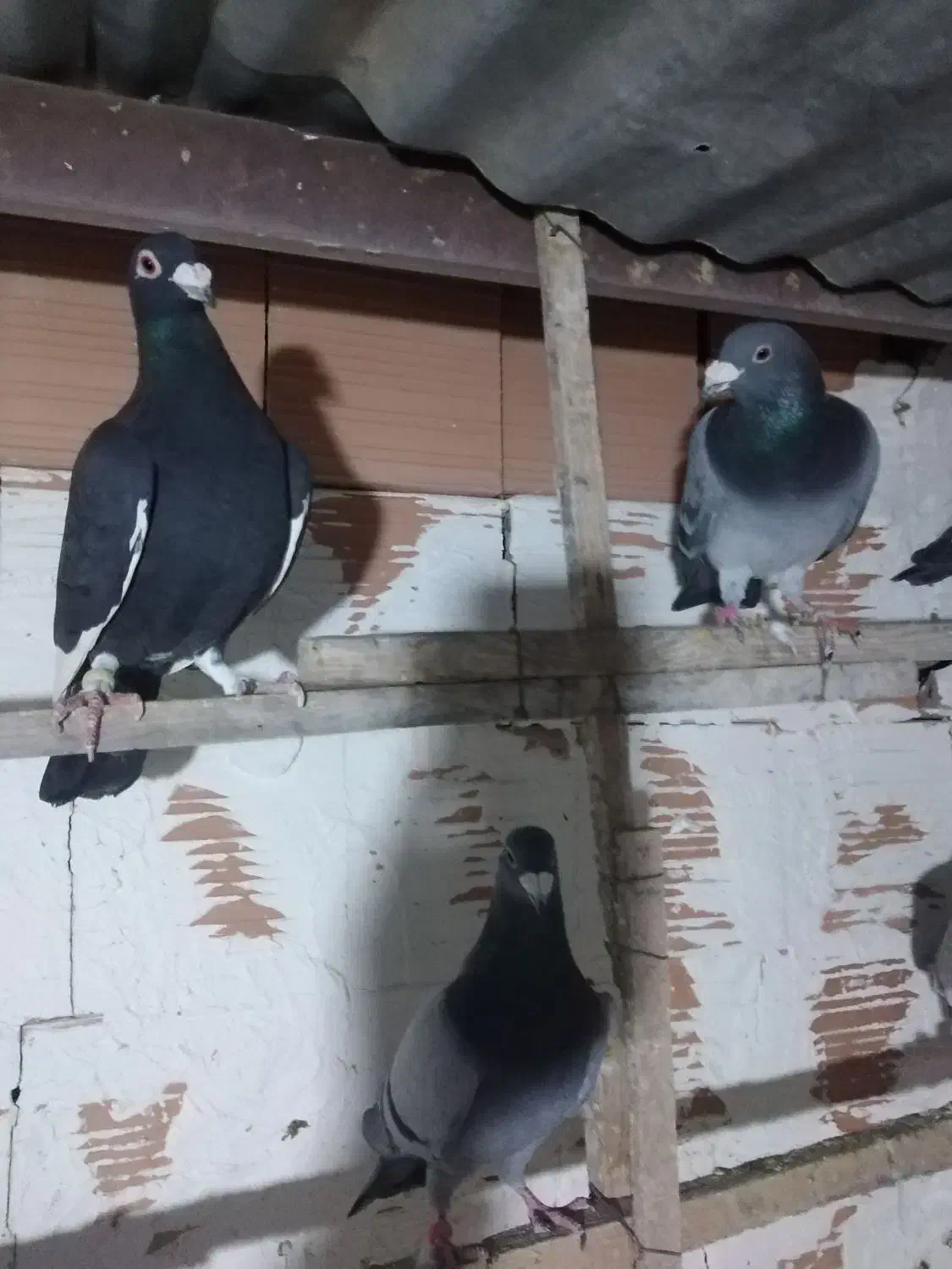 کبوتر المانی|پرنده|گرگان, |دیوار