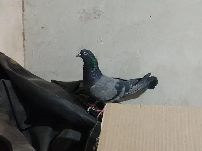 کبوتر پرشی|پرنده|خمینیشهر, |دیوار