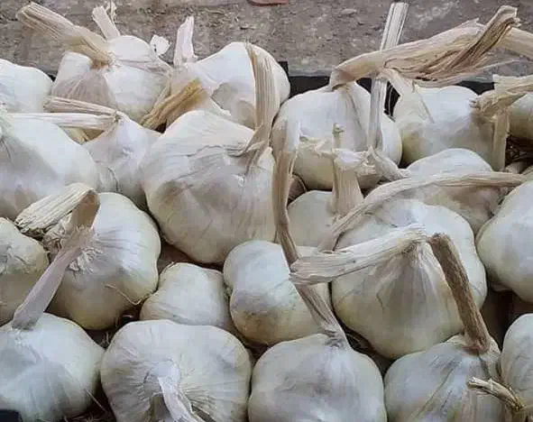 سیر استان همدان شهرستان تویسرکان|خوردنی و آشامیدنی|تهران, شهرک غرب|دیوار