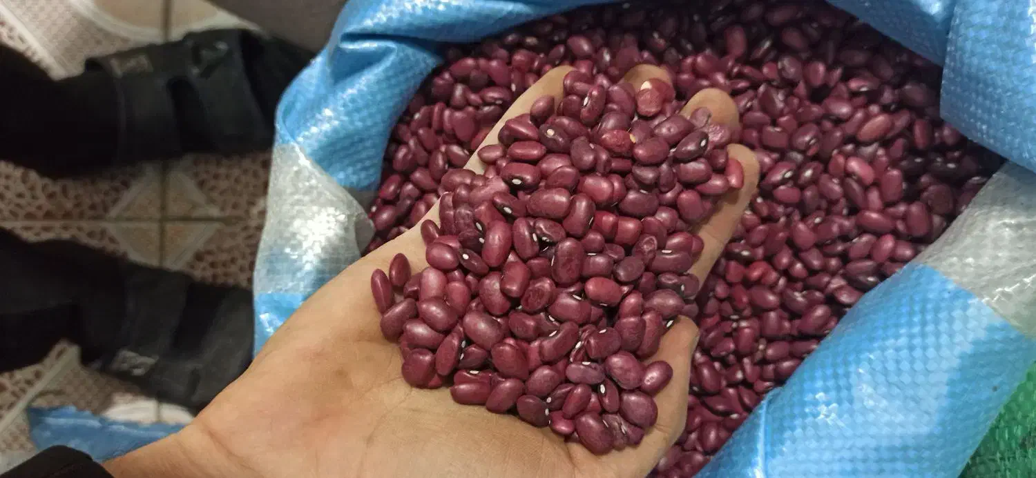 انواع لوبیا * چیتی سفید و رشتی و قرمز black Friday|خوردنی و آشامیدنی|بیرجند, |دیوار