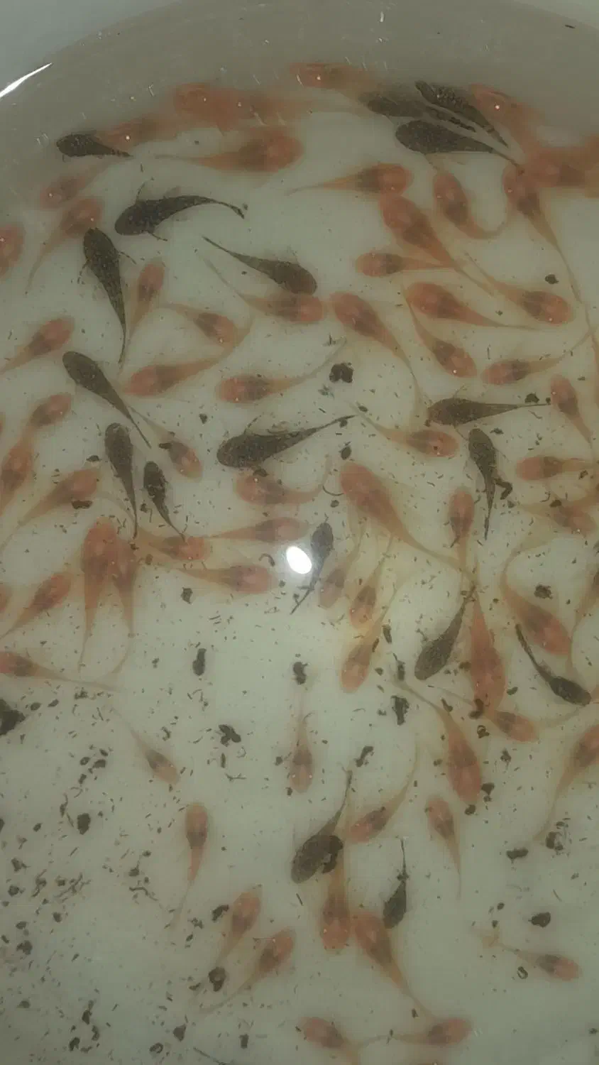 پوزه بوته ای رسید|ماهی|اردبیل, |دیوار