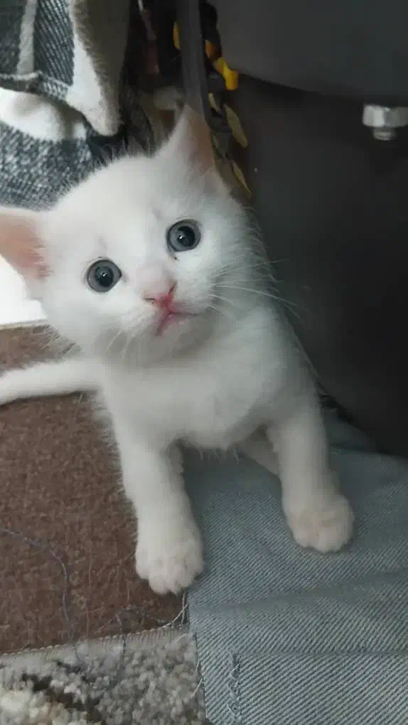 گربه پرشین و میکس|گربه|گرگان, |دیوار