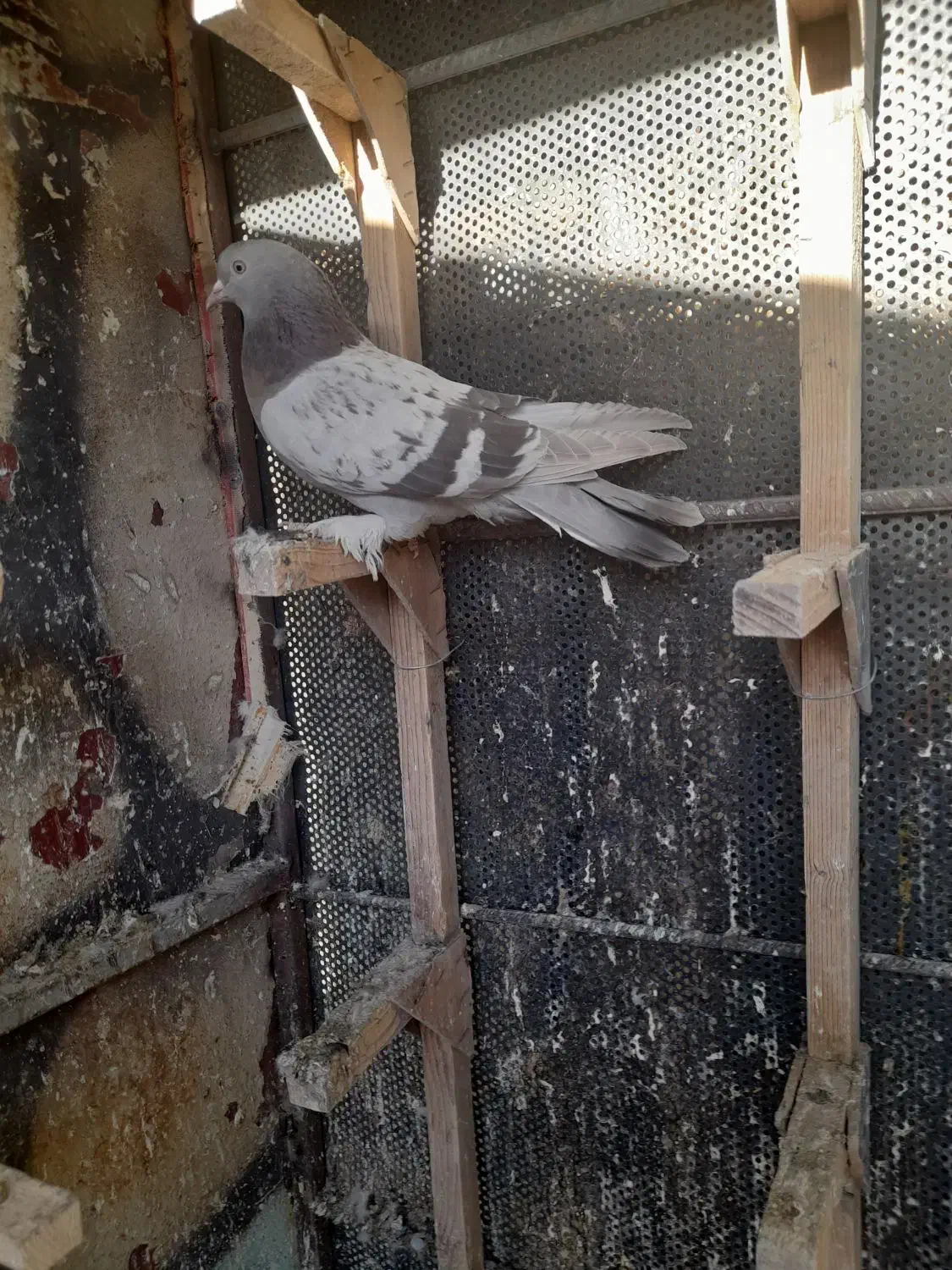 سوسنی‌ماده|پرنده|مرودشت, دولت آباد|دیوار