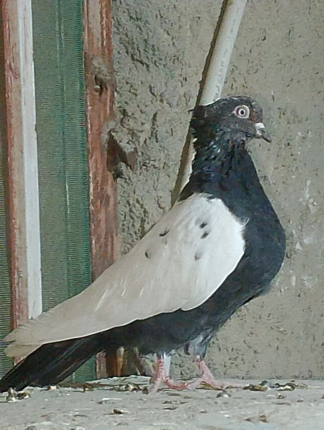 نر سینه سیاه عروسک|پرنده|هامون, |دیوار