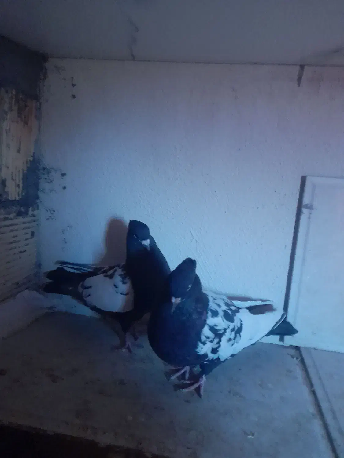 کفتر سینه ای|پرنده|نجفآباد, مزرعه طالب|دیوار