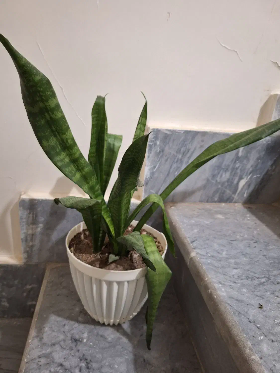 گل قاشقی وسانسوریا|گل و گیاه طبیعی|قزوین, |دیوار