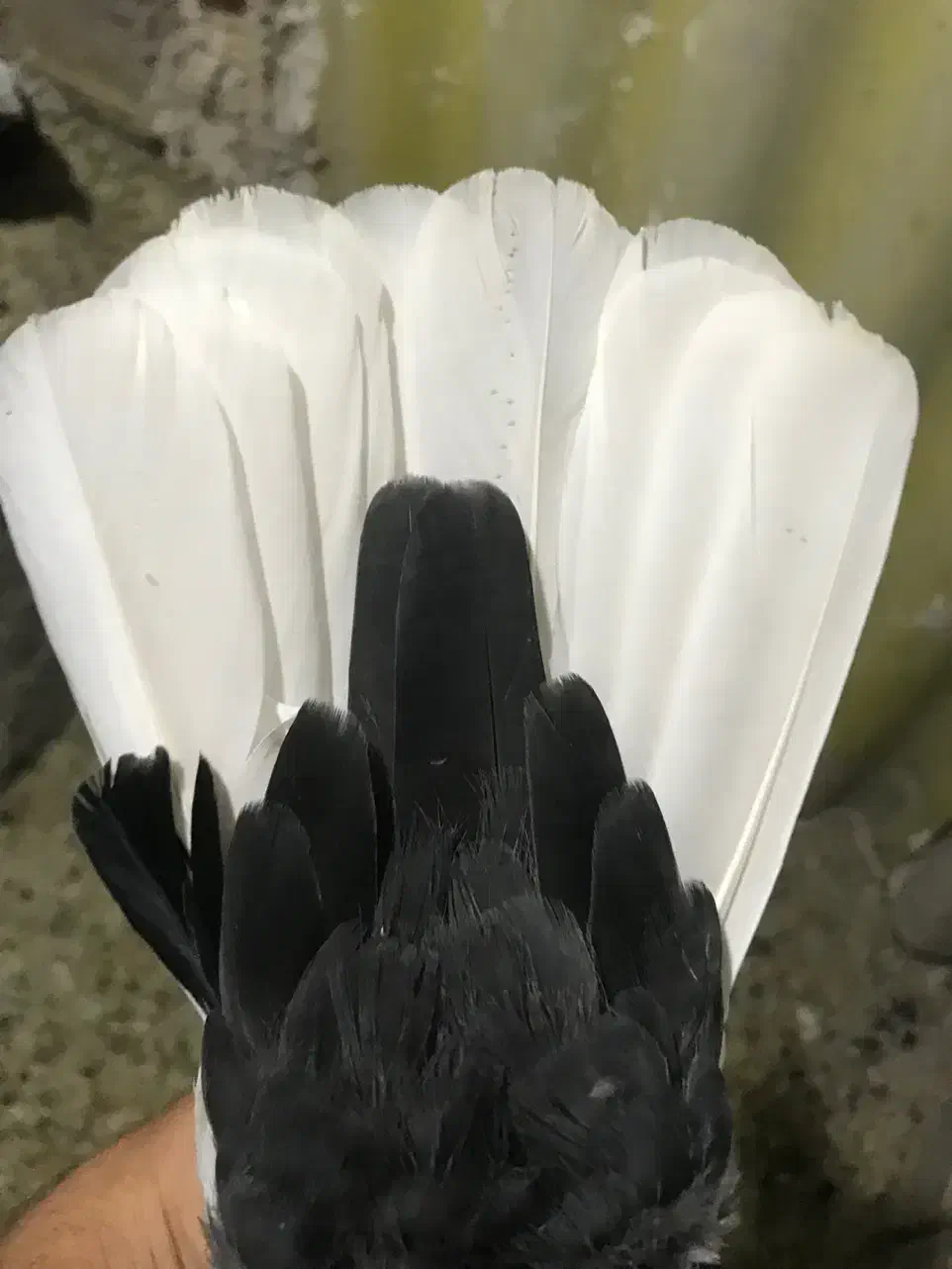 جفت دم سفید|پرنده|داراب, |دیوار