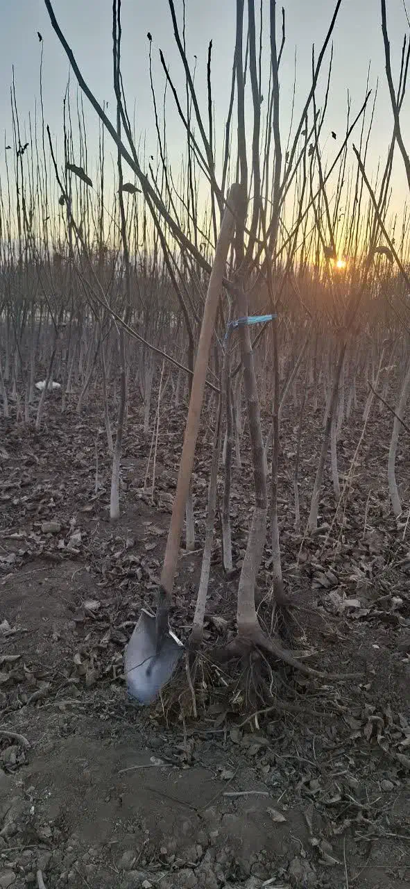 بار نهال از لرستان الشتر(نیاز به وانت )به ساوه|خدمات حمل و نقل|الشتر, |دیوار