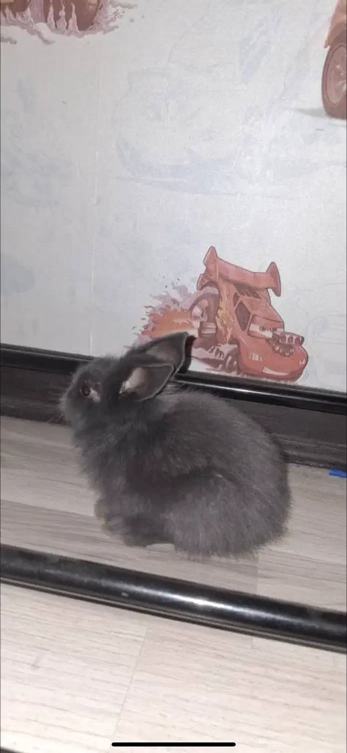 خرگوش|موش و خرگوش|قزوین, |دیوار